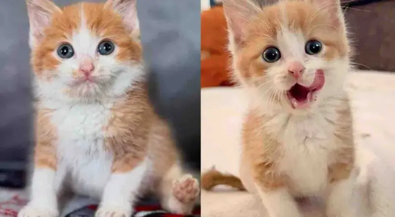 Kitten Rejected by a Cat is Accepted by Others, Rocking Life with One Back Paw, Charming Everyone She Meets