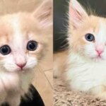 Kitten Shadows Kind Person from Room to Room When He Realizes He’s No Longer Alone in Animal Shelter Kitten Shadows Kind Person from Room to Room When He Realizes He’s No Longer Alone in Animal Shelter