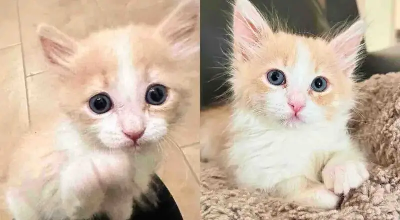 Kitten Shadows Kind Person from Room to Room When He Realizes He’s No Longer Alone in Animal Shelter