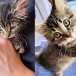 Kitten Spotted in the Rain Outside Not Only Thrives But Finds Cat Friend She Didn’t Know She Needed