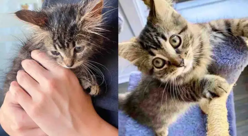 Kitten Spotted in the Rain Outside Not Only Thrives But Finds Cat Friend She Didn’t Know She Needed