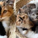 Kittens Arrive at a Shelter, Little Do They Know a Family Will Drive Hours to Keep All 3 Cats Together