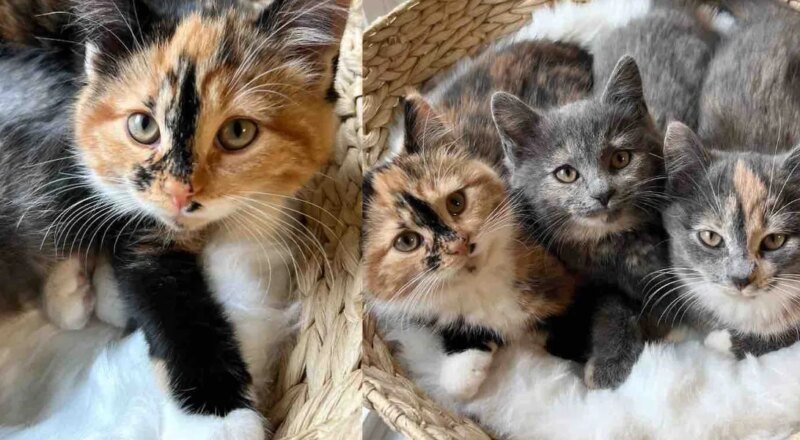 Kittens Arrive at a Shelter, Little Do They Know a Family Will Drive Hours to Keep All 3 Cats Together