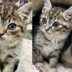 Street Kitten Bounces Back and Makes It Her Mission to Befriend Every Cat Until She’s Back with Her Sister Street Kitten Bounces Back and Makes It Her Mission to Befriend Every Cat Until She’s Back with Her Sister
