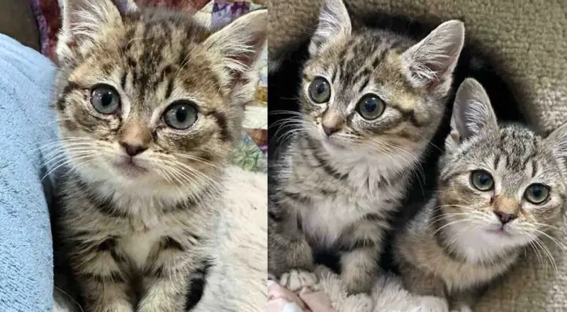 Street Kitten Bounces Back and Makes It Her Mission to Befriend Every Cat Until She’s Back with Her Sister