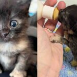 They Bring in a Kitten Spotted in a Puddle and Watch Her Blossom Alongside Cat Friend Who Matches Her Spirit They Bring in a Kitten Spotted in a Puddle and Watch Her Blossom Alongside Cat Friend Who Matches Her Spirit