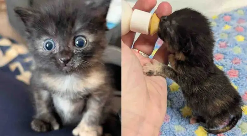 They Bring in a Kitten Spotted in a Puddle and Watch Her Blossom Alongside Cat Friend Who Matches Her Spirit