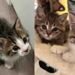 They Found a Kitten at a Storage Facility and Later Discovered Two More Cats Hidden Nearby They Found a Kitten at a Storage Facility and Later Discovered Two More Cats Hidden Nearby