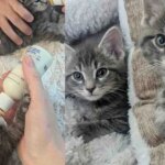 They Never Give Up on Two Kittens Left in a Yard, Now the Cats are Ready for a Happy Ending This Thanksgiving