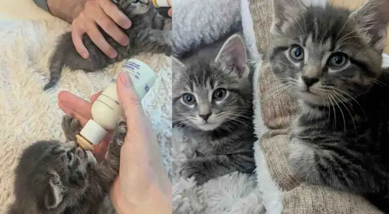 They Never Give Up on Two Kittens Left in a Yard, Now the Cats are Ready for a Happy Ending This Thanksgiving