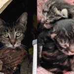 They Notice Cat Under a Fence Panel with Kittens, After Getting Them Indoors, They Find One More They Notice Cat Under a Fence Panel with Kittens, After Getting Them Indoors, They Find One More