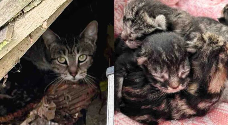 They Notice Cat Under a Fence Panel with Kittens, After Getting Them Indoors, They Find One More