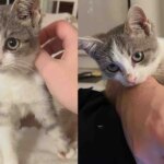 They Return to Yard for a Missing Kitten After Saving Cat Family, Turns Out the Little Guy Has Heart of Gold They Return to Yard for a Missing Kitten After Saving Cat Family, Turns Out the Little Guy Has Heart of Gold