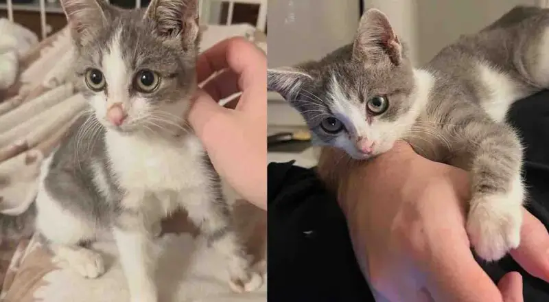 They Return to Yard for a Missing Kitten After Saving Cat Family, Turns Out the Little Guy Has Heart of Gold