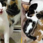 Cat Brought Along Kittens When She Moved Indoors, But They Needed More Than Just a Place to Stay