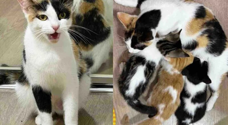 Cat Brought Along Kittens When She Moved Indoors, But They Needed More Than Just a Place to Stay