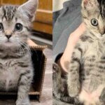 Person Hears a Kitten at Shopping Center Then Finds Her Alone in the Cold, Changing the Cat’s Life that Day