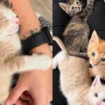 Woman Opens Her Home to 6 Orphaned Kittens from Shelter, Determined to Give These Cats the Life They Deserve