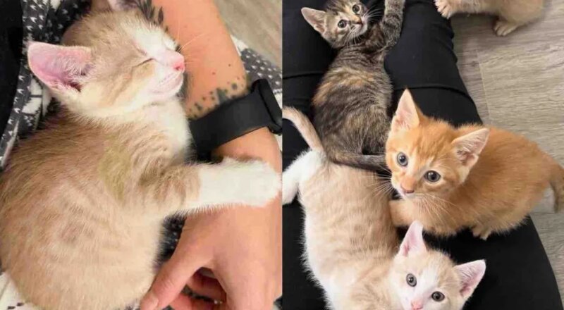 Woman Opens Her Home to 6 Orphaned Kittens from Shelter, Determined to Give These Cats the Life They Deserve